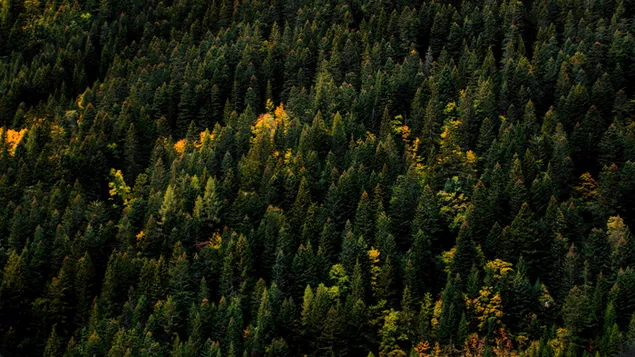 mnZr jwy lGb@ khDr mlyy'@ b'shjr lSnwbr ltnzyl