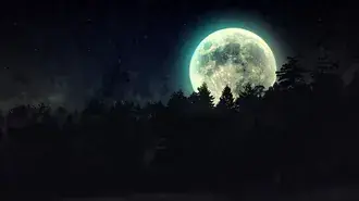 Bulan Purnama di atas Hutan Pohon Pinus HD wallpaper