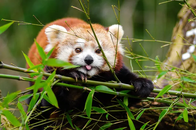Leuke schattige panda die haar tong uitsteekt in een bamboeboom