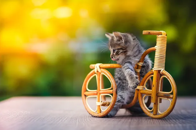 自転車に乗った灰色の子猫の楽しいポーズ 2K 壁紙