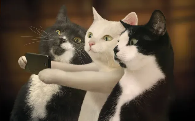 Pose selfie menyenangkan dari kucing hitam dan putih unduhan