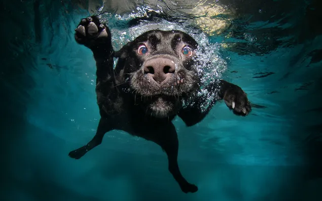 Lustiges Schwimmen des schwarzen Hundes herunterladen