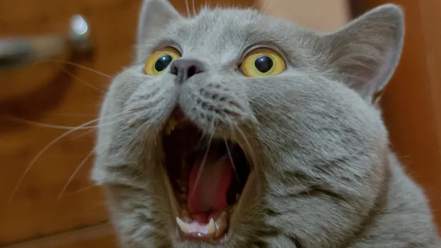 Chú mèo ngộ nghĩnh trông giống như đang hét lên vì đồ ăn tải xuống