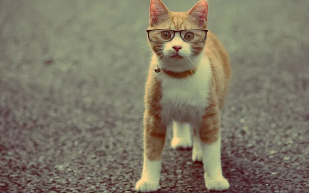 眼鏡をかけている面白いオレンジ色のぶち猫 HD 壁紙