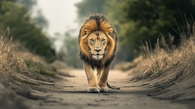 ofkeli aslan savannah krali indir