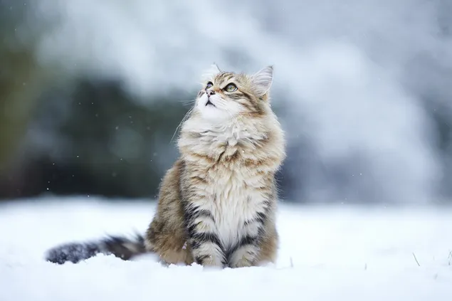 Gato crema peludo disfrutando de la nieve