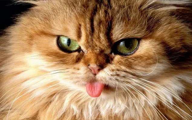 Furry orange cat's cute tongue out pose