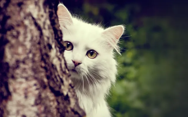 Furry white cat hiding behind a tree download