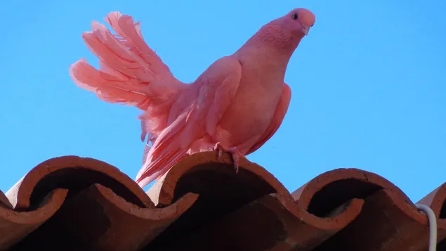 Galah Bird 2K imagine de fundal