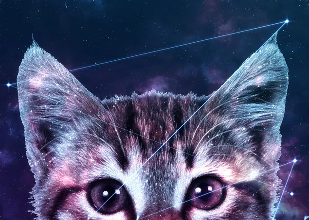 Galaxie-Katze