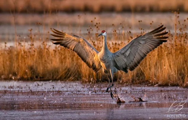 乾いた草の間で川の沼沢地をさまよう翼を広げた鳥