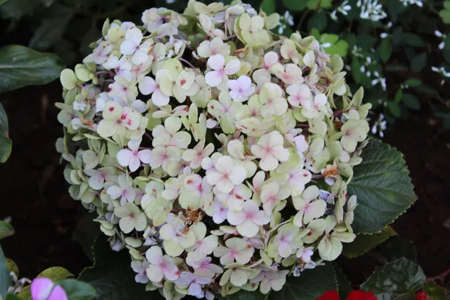 Градинска красота, цветя на хортензия 4K тапет