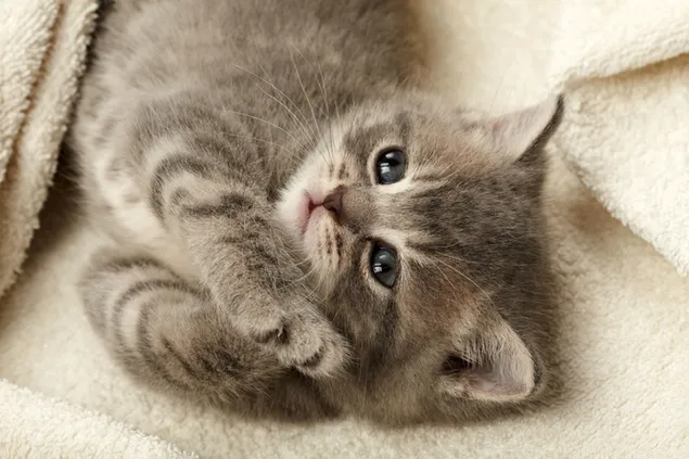 Gatito atigrado gris soñoliento en su manta crema