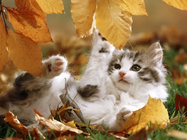 Gatito de color amarillo y marrón jugando entre las hojas en otoño