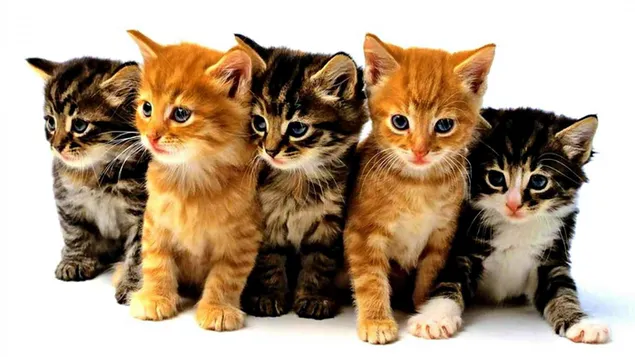 gatitos en fila