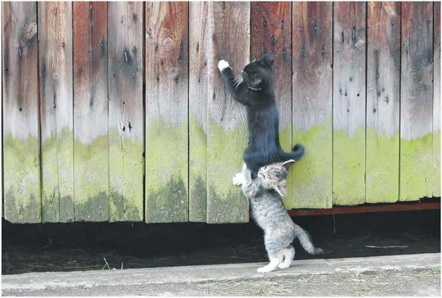 Gatitos grises y negros que trabajan organizados para abrir la puerta de madera
