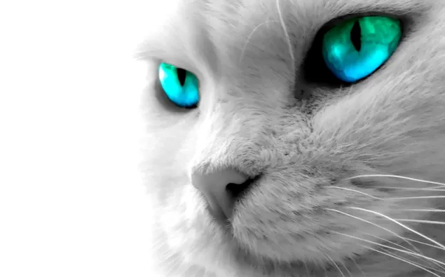 Gato blanco con mágicos ojos verdes azules.