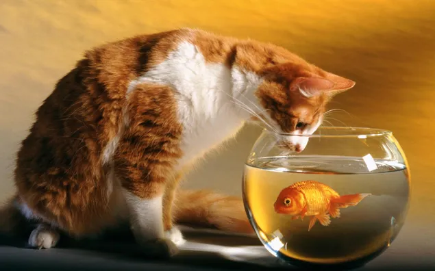 Gato blanco y naranja mirando hacia abajo en una pecera con peces de colores