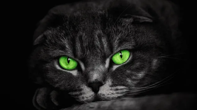 gato de ojos verdes