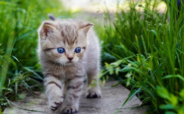 Gato, hierba, gatito, lindo