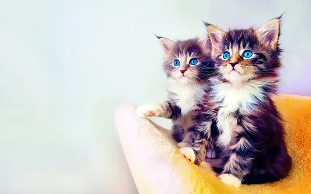 Mirada de gatitos con ojos azules sobre fondo amarillo.