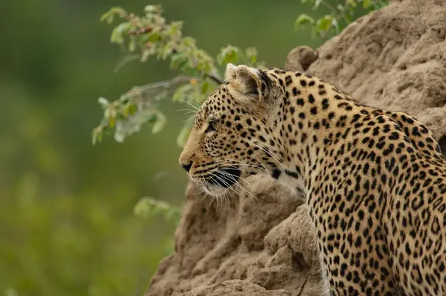 Blick des Leoparden, der neben Pflanzen und Erde vor verschwommenem Hintergrund steht 4K Hintergrundbild