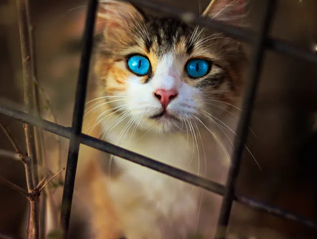 Starende kat met blauwe ogen 2K achtergrond