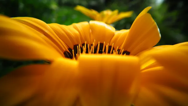 Gelbe Blume aus nächster Nähe