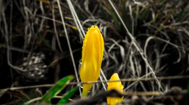 Gelbe Tulpe im Waldregen