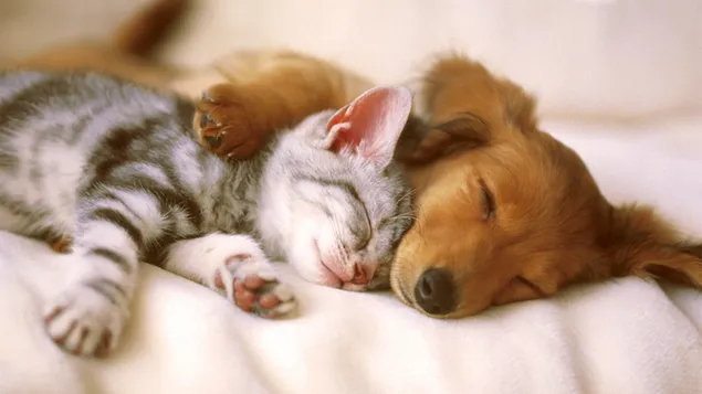 Gelber Hund und getigerte Katze, die zusammen schlafen herunterladen
