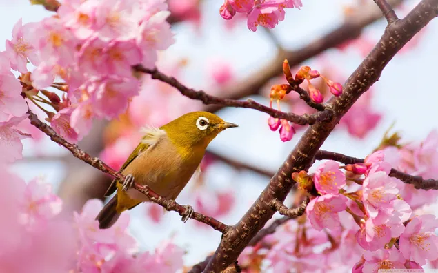 Gelber Vogel auf Kirschblütenbaum