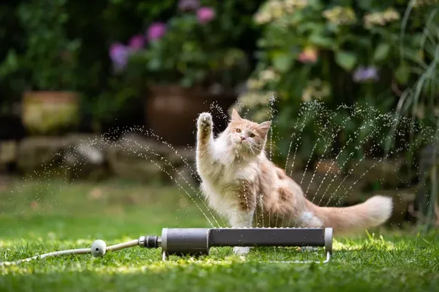 Gele en witte schattige kat spelen met water in de tuin download