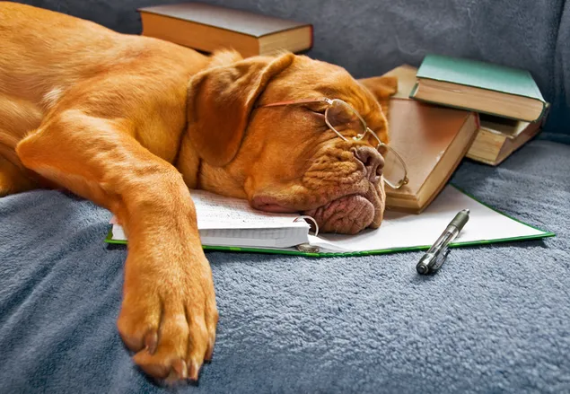 Gele hond met een bril die op de bank op boeken slaapt