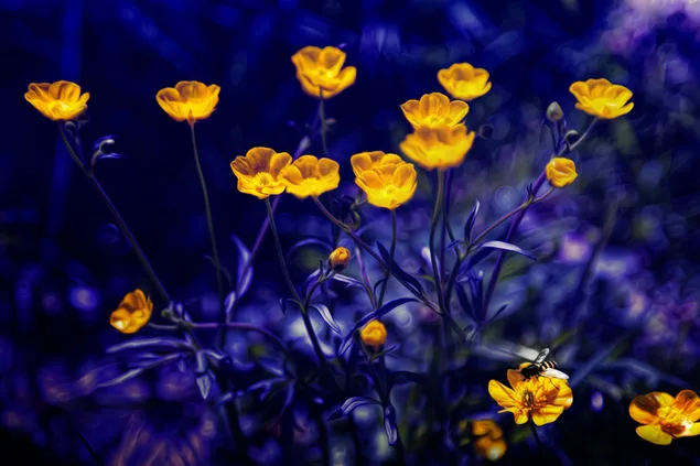 Gele narcis bloemen