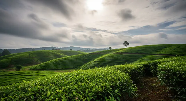 kodra te lekundura butesisht mbi plantacionet e cajit jeshil nen nje qiell me re, me gjethe te gjalla, fusha te qeta dhe nje drite te qete mengjesi shkarkim