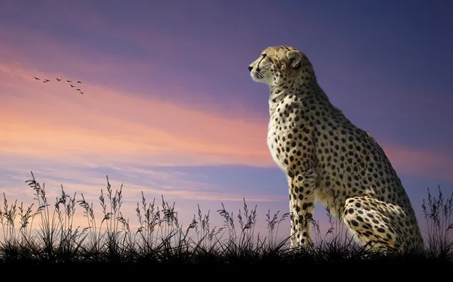 Gepard, der den orangefarbenen Himmel während des Sonnenuntergangs bewundert