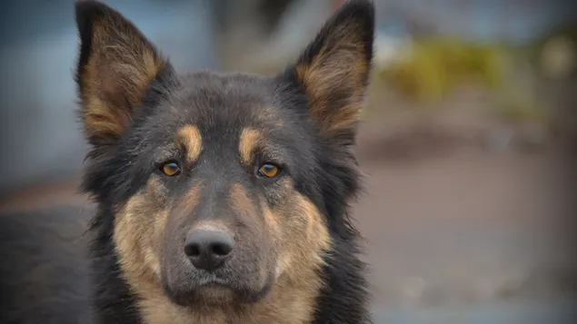 Cachorro de perro pastor alemán 2K fondo de pantalla