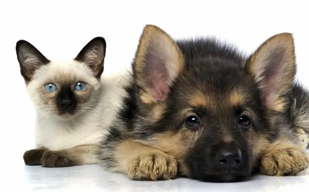 ジャーマン シェパードの子犬とシャムの子猫の写真
