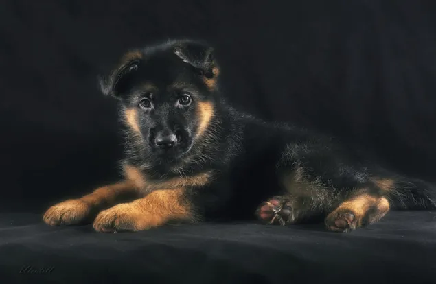 Cachorro de pastor alemán 2K fondo de pantalla
