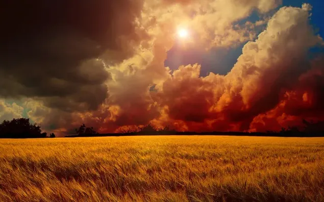 Getreidefelder und Baumsilhouetten, die von Sonnenlicht hinter dichten Wolken beleuchtet werden herunterladen