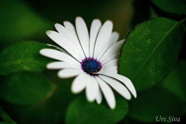 Gewelddadig madeliefje Witte bloem modern