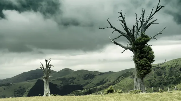 Ghost Tree 4K wallpaper