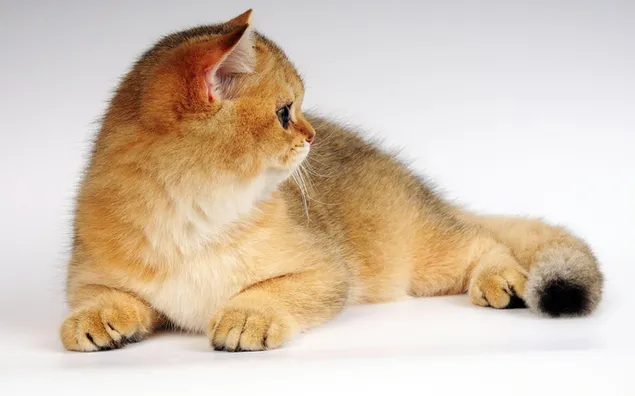 Ginger color cat