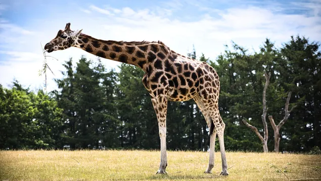 zirafa ob kosilu v naravi prenos