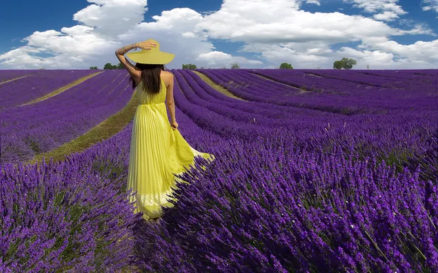 Girl in Lavender Field download