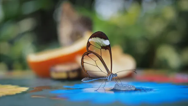 Glazen vlinder met helder beeld voor onscherpe achtergrondkleuren