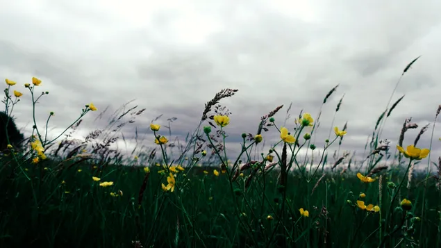 synkka saa ja upea kukka lataa