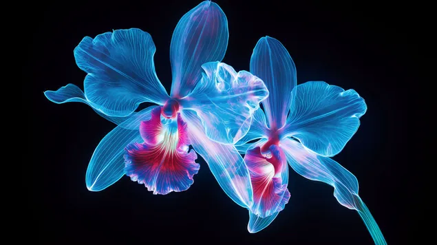 Tapeta Žiarivá neónová orchidea v žiarivých detailoch 8K