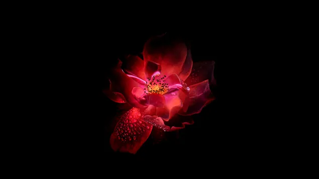 Flor vermella brillant 2K fons de pantalla