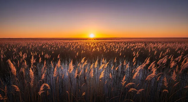 muat turun buluh bercahaya merentangi paya yang tenang, diterangi oleh matahari terbenam berwarna jingga hangat dengan langit senja yang damai dan air bercermin